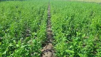 白术爆料最新,揭秘娱乐圈幕后真相,明星隐私大曝光! 第2张 白术爆料最新,揭秘娱乐圈幕后真相,明星隐私大曝光! 第2张